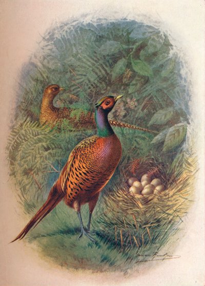 Fazant - Phasianus colchicus, ca. 1910 door George James Rankin