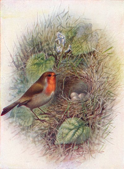 Roodborstje of Robin - Erithacus rubecula, c1910, 1910 door George James Rankin