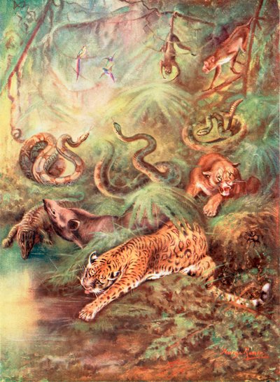 Het grote Braziliaanse woud en zijn dierentuin (kleurenlitho) door George James Rankin