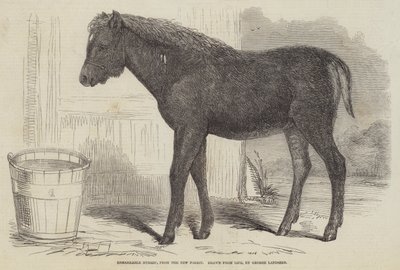 Opmerkelijke hybride, uit het New Forest door George Landseer