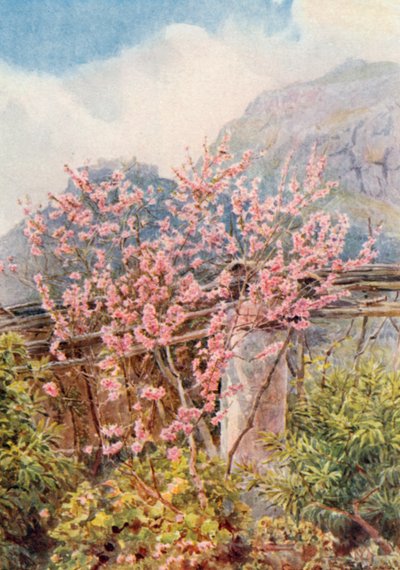 Perzikbomen in bloei