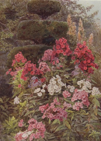 Phlox door George Samuel Elgood