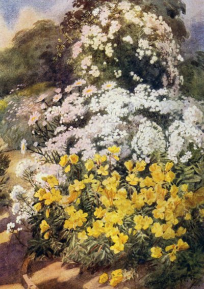 Oenothera Fruticosa Youngii, een van de beste avondprimula