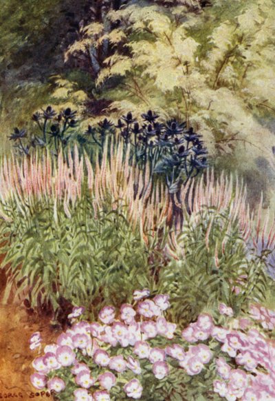 Veronica spicata rosea, met Eryngiums en Violas door George Soper