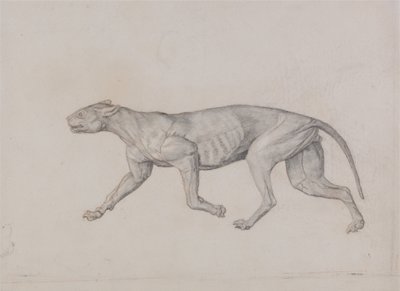 Een vergelijkende anatomische uiteenzetting van de structuur van het menselijk lichaam met dat van een tijger en een hoender:  Lichaam van een luipaard, zijaanzicht door George Stubbs