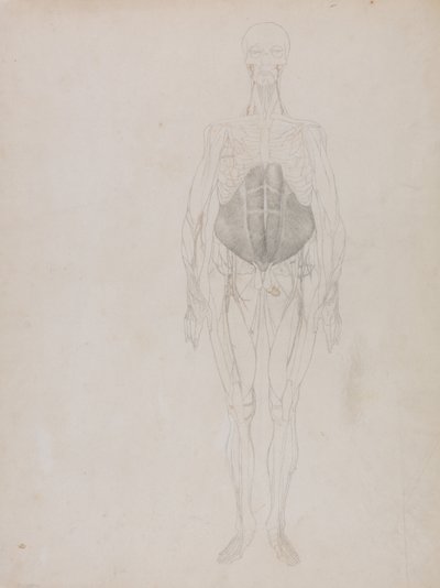 Vergelijkende anatomische uiteenzetting van de structuur van het menselijk lichaam met die van een tijger en een hoender: Menselijk Figuur, Vooraanzicht (Grotendeels in omtrek) door George Stubbs