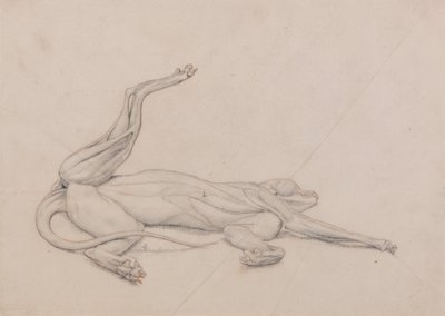 Een vergelijkende anatomische uiteenzetting van de structuur van het menselijk lichaam met dat van een tijger en een hoender: Tijger, liggend, centraal bekeken door George Stubbs