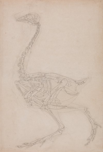 Een vergelijkende anatomische uiteenzetting van de structuur van het menselijk lichaam met dat van een tijger en een hoender: Kippenskelet, zijaanzicht (Waarschijnlijk een basisstudie van de verhoudingen van het kippenskelet, gebruikt voor andere tekeninge door George Stubbs