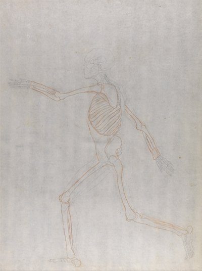 Een vergelijkende anatomische uiteenzetting van de structuur van het menselijk lichaam met dat van een tijger en een hoender: Menselijk skelet, zijaanzicht door George Stubbs