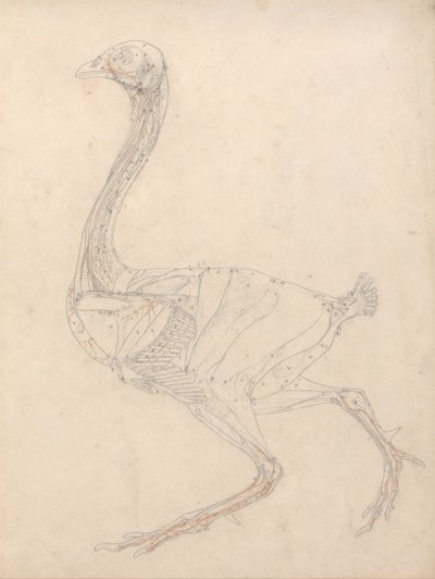 Een vergelijkende anatomische uiteenzetting van de structuur van het menselijk lichaam met dat van een tijger en een hoender: Hoenderlichaam, zijaanzicht (studie voor de sleutelfiguur bij tabel XV) door George Stubbs
