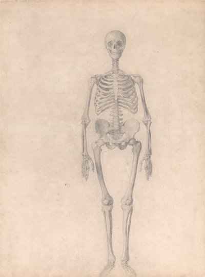 Een vergelijkende anatomische uiteenzetting van de structuur van het menselijk lichaam met dat van een tijger en een hoender: Menselijk skelet, vooraanzicht (voltooide studie voor tabel I) door George Stubbs