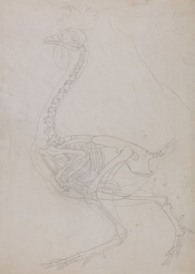 Een vergelijkende anatomische uiteenzetting van de structuur van het menselijk lichaam met dat van een tijger en een hoender:  Kippenskelet, zijaanzicht (schematische tekening) door George Stubbs