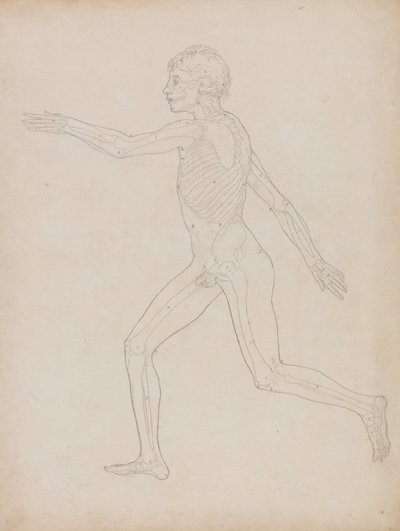 Een vergelijkende anatomische uiteenzetting van de structuur van het menselijk lichaam met dat van een tijger en een hoender: Menselijke figuur, zijaanzicht door George Stubbs