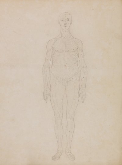 Een vergelijkende anatomische uiteenzetting van de structuur van het menselijk lichaam met dat van een tijger en een hoender: Studie van de Menselijke Figuur, Vooraanzicht (Waarschijnlijk gerelateerd aan Tabel XI) door George Stubbs