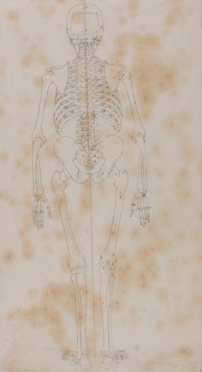 Een vergelijkende anatomische uiteenzetting van de structuur van het menselijk lichaam met dat van een tijger en een hoender: Menselijk skelet, achteraanzicht (Misschien wel de eerste van de studies van het skelet) door George Stubbs