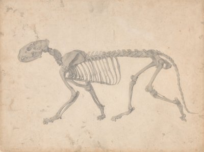 Een vergelijkende anatomische uiteenzetting van de structuur van het menselijk lichaam met dat van een tijger en een hoender: Tijgerskelet, zijaanzicht (voltooide studie voor tabel IV) door George Stubbs