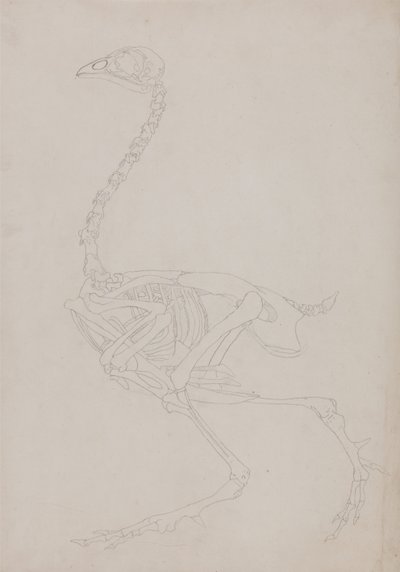 Een vergelijkende anatomische uiteenzetting van de structuur van het menselijk lichaam met dat van een tijger en een hoender:  Kippenskelet, zijaanzicht door George Stubbs