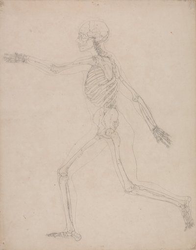 Een vergelijkende anatomische uiteenzetting van de structuur van het menselijk lichaam met dat van een tijger en een hoender: Menselijk skelet, zijaanzicht door George Stubbs