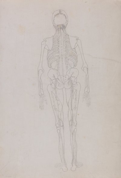 Een vergelijkende anatomische uiteenzetting van de structuur van het menselijk lichaam met dat van een tijger en een hoender: Human Figure, Posterior View (Schets van een sleutelfiguur in het laatste stadium van de ontleding) door George Stubbs