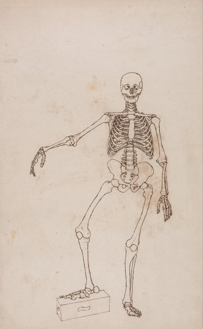 Een vergelijkende anatomische uiteenzetting van de structuur van het menselijk lichaam met dat van een tijger en een hoender: Menselijk skelet, vooraanzicht door George Stubbs