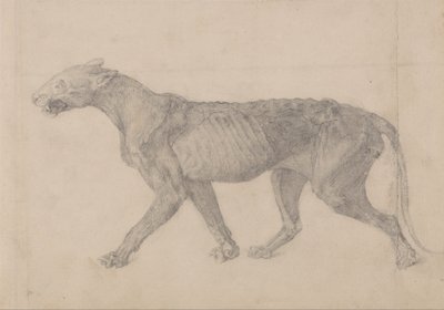Een vergelijkende anatomische uiteenzetting van de structuur van het menselijk lichaam met dat van een tijger en een hoender: Tiger Body, Lateral View (Eerste van negen tekeningen van een ander exemplaar van tijger) door George Stubbs