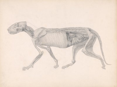 Een vergelijkende anatomische expositie van de structuur van het menselijk lichaam met die van een tijger en een gewone vogel: Tijgerlichaam, zijaanzicht, 1795-1806 door George Stubbs
