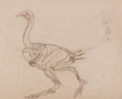 Dorking hen lichaam, zijaanzicht door George Stubbs