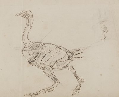 Dorking Hen Body, zijaanzicht, uit 