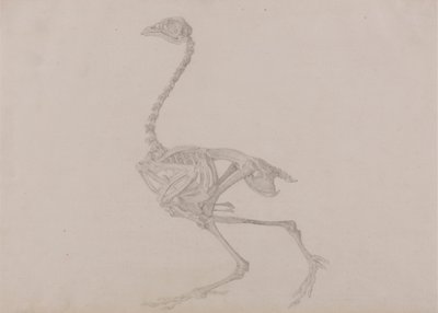Dorking hen skelet, lateraal zicht (voltooide studie voor een onuitgegeven tabel) door George Stubbs