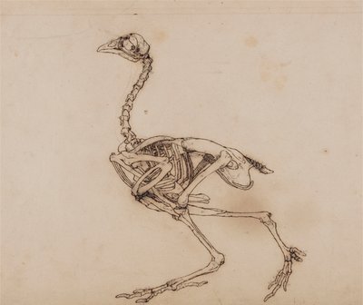 Dorking hen skelet, lateraal aanzicht (Waarschijnlijk voorbereid voor een onuitgegeven sleutelafbeelding) door George Stubbs