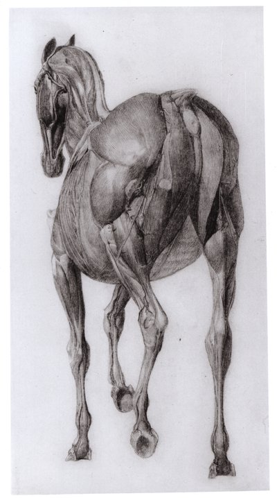 Dorsaal Aanblik van de Spierstructuur van een Geleidelijk Ontleed Paard, studie Nr. 7 uit De Anatomie van het Paard, 1766 door George Stubbs