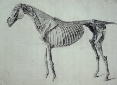 Afgewerkte studie voor de vijfde anatomische tafel van een paard (grafiet op papier) door George Stubbs