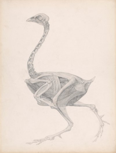 Vogellichaam, lateraal zicht (zeer gedetailleerde studie voor een niet-gepubliceerde tabel; toont de laatste fase van dissectie) door George Stubbs