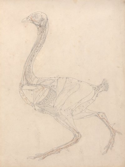 Vogellichaam, lateraal zicht (studie voor de sleutel figuur naar tabel XV) door George Stubbs