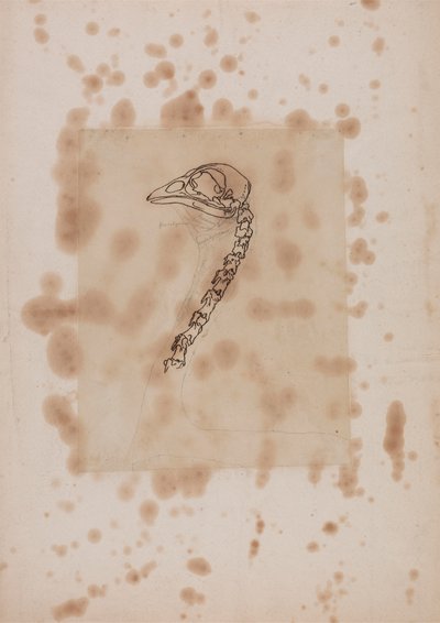 Vogel hoofd en nek, lateraal aanzicht door George Stubbs