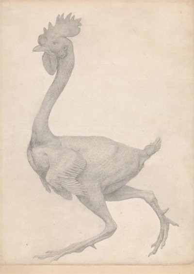 Vogel, Lateraal Aanzicht met de Meeste Veren Verwijderd (Afgewerkte Studie voor Tafel X) door George Stubbs