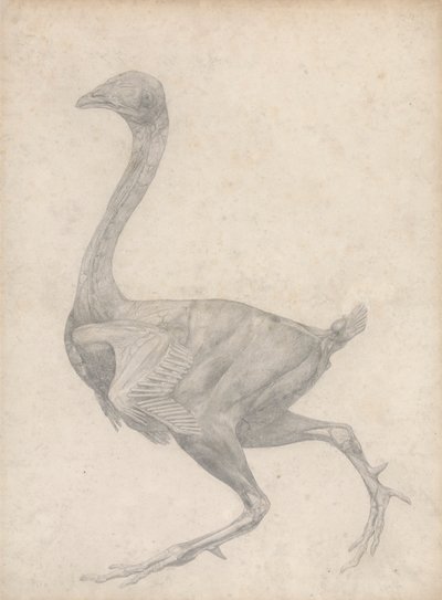 Vogel, lateraal zicht, met huid en onderliggende fasciale lagen verwijderd (afgewerkte studie voor Tafel XV) door George Stubbs
