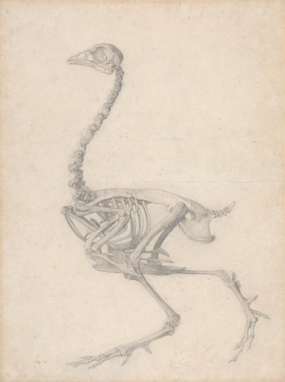Vogelskelet, zijaanzicht (Voltooide studie voor Tafel V) door George Stubbs