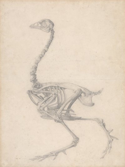 Vogel Skelet, Lateraal Aanzicht (Voltooide Studie voor Tafel V) door George Stubbs