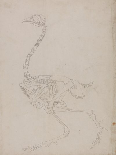Vogel skelet, zijaanzicht (omtrektekening van het skelet) door George Stubbs
