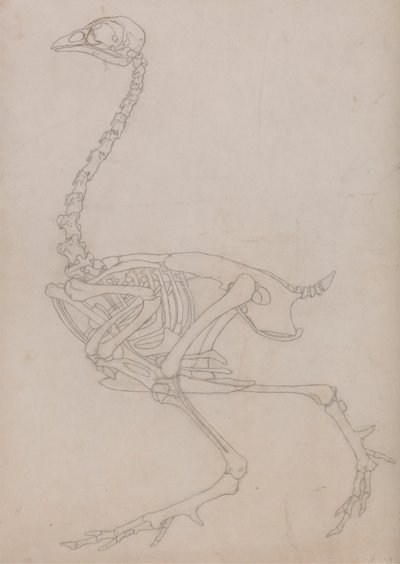 Vogelskelet, lateraal aanzicht (Omlijningstekening van het skelet voorbereid voor de sleutelafbeelding van Tabel V) door George Stubbs