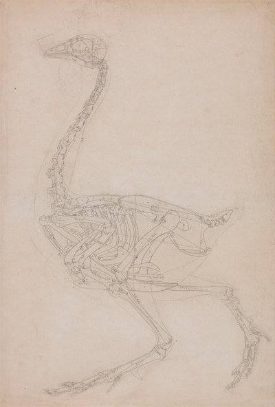 Vogelskelet, zijaanzicht (Waarschijnlijk basisstudie van de verhoudingen van het vogelskelet gebruikt voor andere tekeningen) door George Stubbs