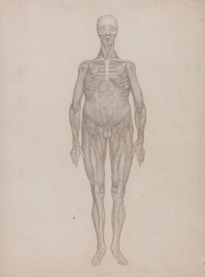 Menselijke figuur, vooraanzicht (bedoeld voor een plaat die nooit is gepubliceerd) door George Stubbs