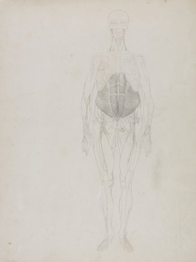 Menselijke Figuur, Anterior Aanzicht, uit 