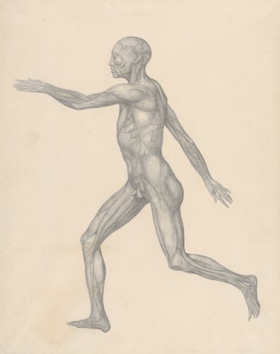 Menselijke Figuur, Lateraal Uitzicht, na Verwijdering van de Huid en de Onderliggende Fasciale Lagen (Voltooide Studie voor Tafel XIII) door George Stubbs