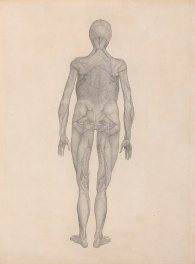 Menselijke figuur, achteraanzicht (afgewerkte studie voor een onuitgegeven plaat) door George Stubbs