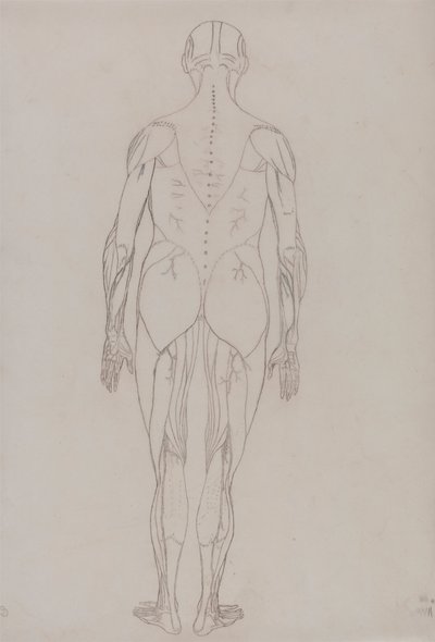 Menselijke figuur, achteraanzicht (omtrektekening voor sleutel figuur bij Tabel XII) door George Stubbs