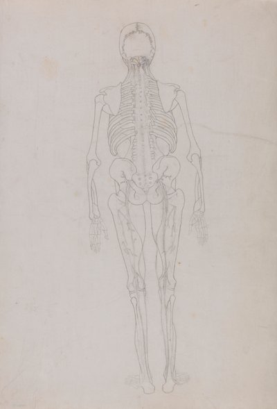 Menselijke Figuur, Achteraanzicht (Omtrektekening voor een sleutel figuur die de laatste fase van dissectie toont) door George Stubbs