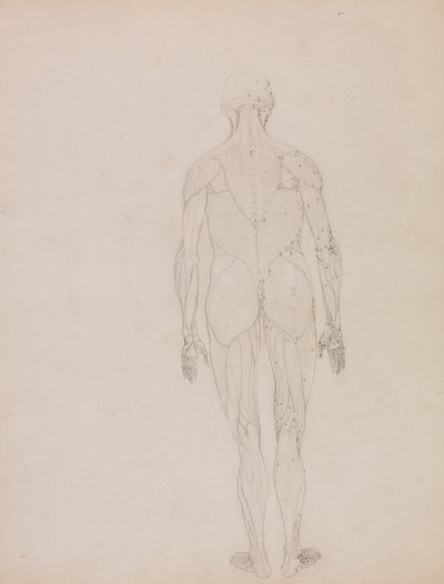 Menselijke figuur, achteraanzicht (omtrektekening voor sleutel figuur naar Tafel XII) door George Stubbs