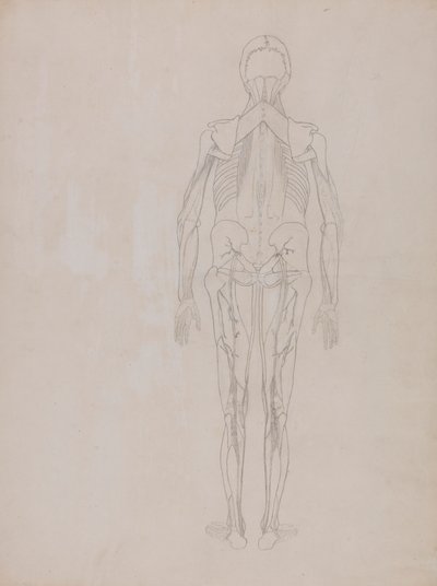 Menselijke Figuur, Achteraanzicht (Omtrektekening voor de sleutel figuur van een onuitgegeven plaat) door George Stubbs